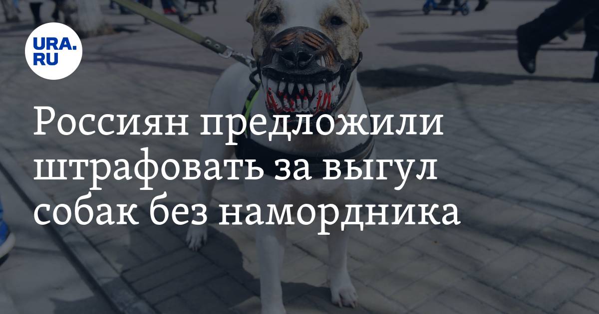 Правила выгула собак: закон в 2021 году, штраф, запрещенные места, можно ли гулять без намордника и поводка в городе