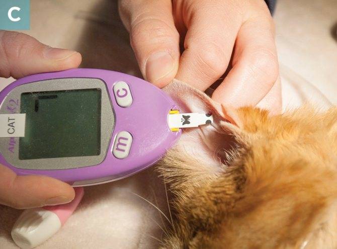 Глаукома у кошки: причины, симптомы, диагностика, лечение и прогноз | блог ветклиники "беланта"
