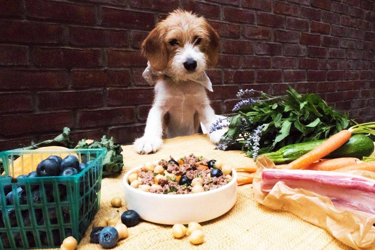 Как кормить и поить возрастную собаку в жаркую погоду: особенности питания