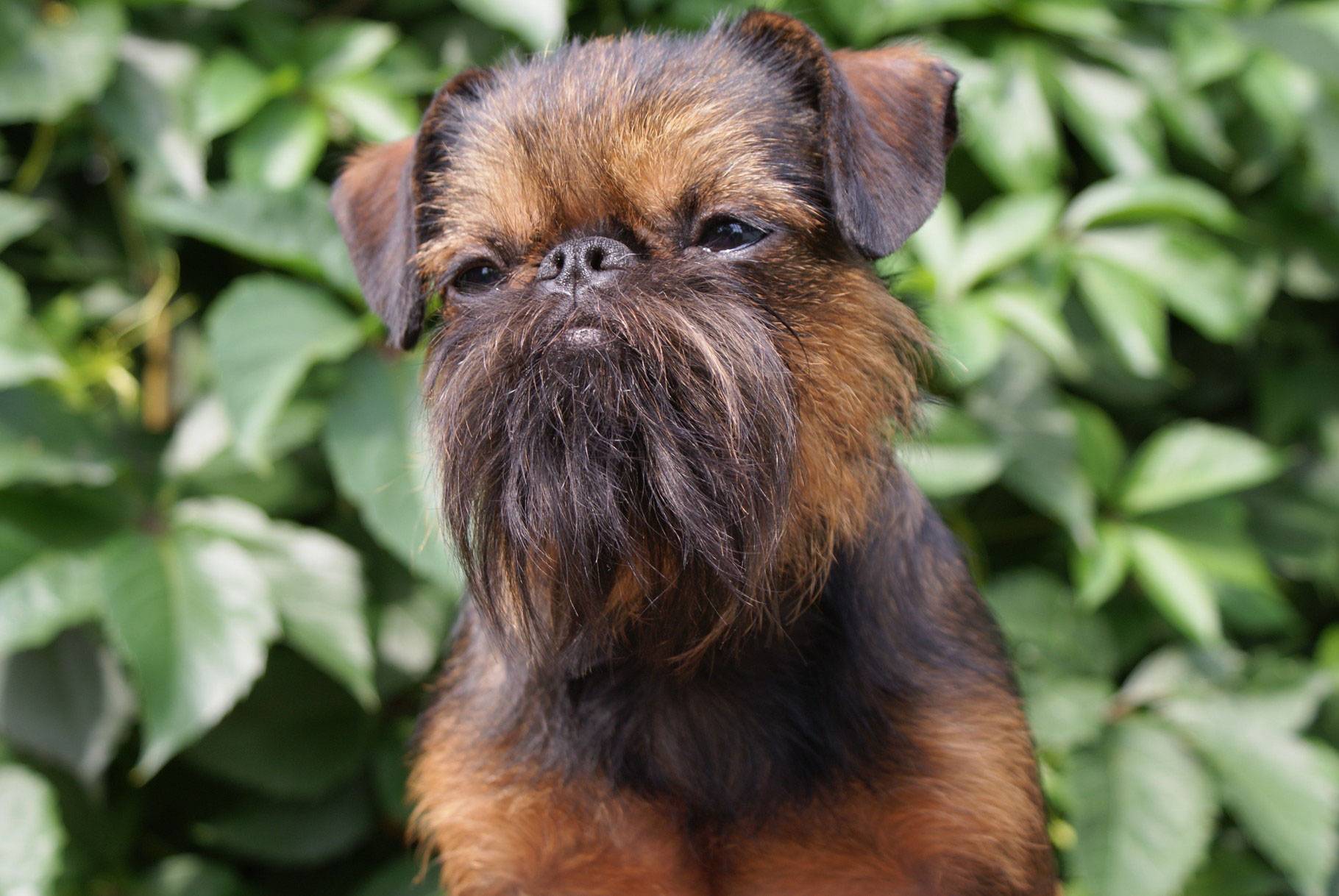 Брюссельский гриффон собака. описание, особенности, уход и цена породы