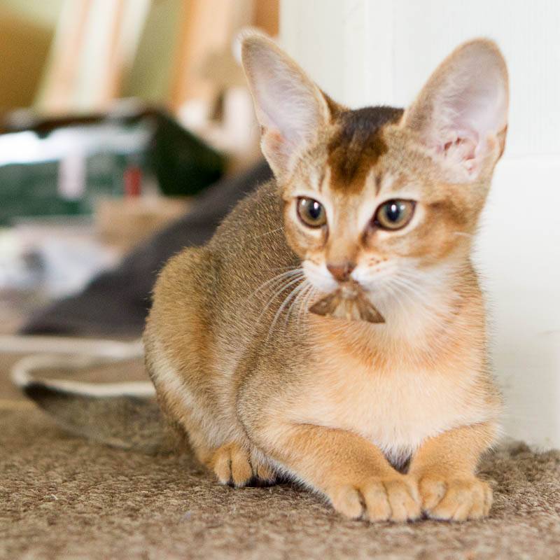 Кошка чаузи: миниатюрная рысь в доме