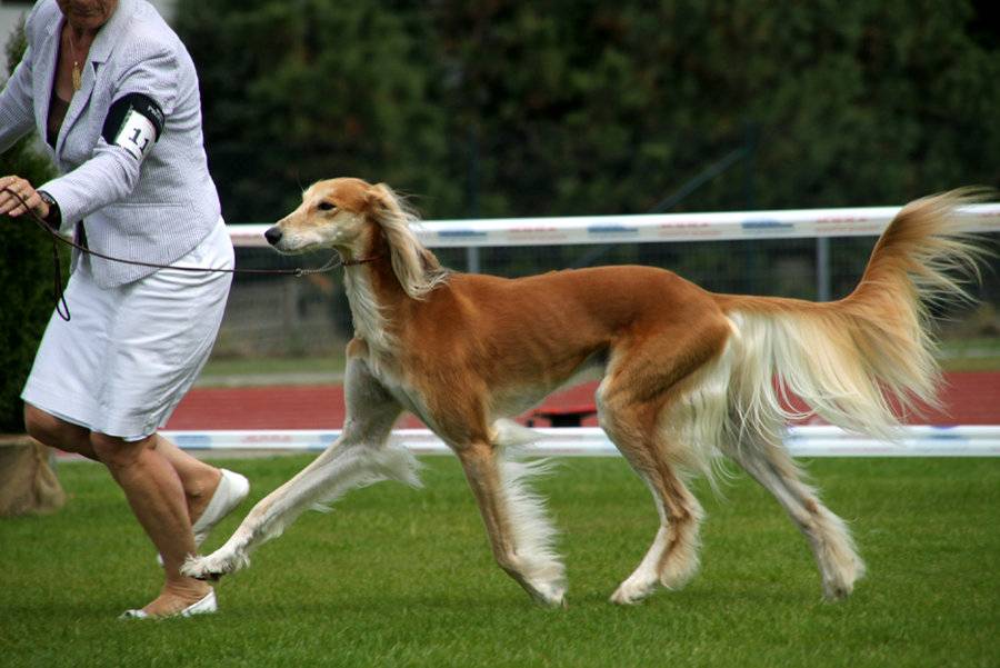 Топ- 10 самых быстрых в мире пород собак