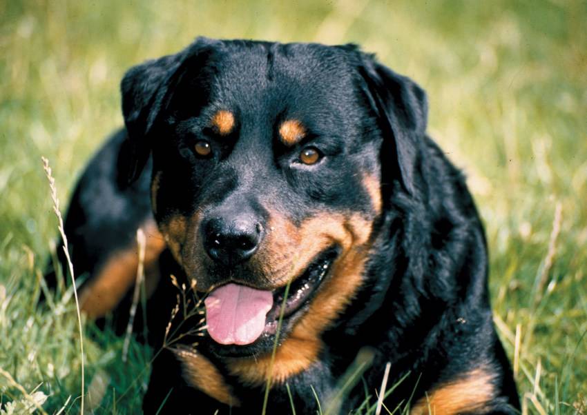 Ротвейлер история происхождения породы | собаки мира