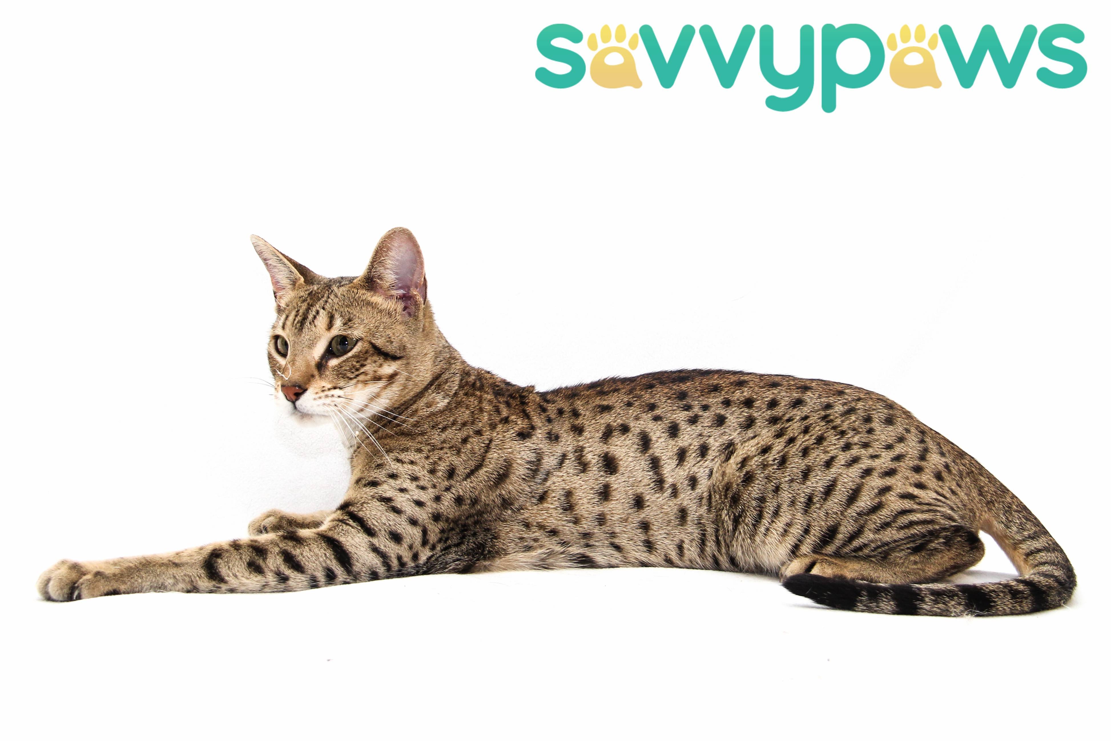 Саванна: описание породы кошки, особенности ухода и содержания, фото, отзывы владельцев кота