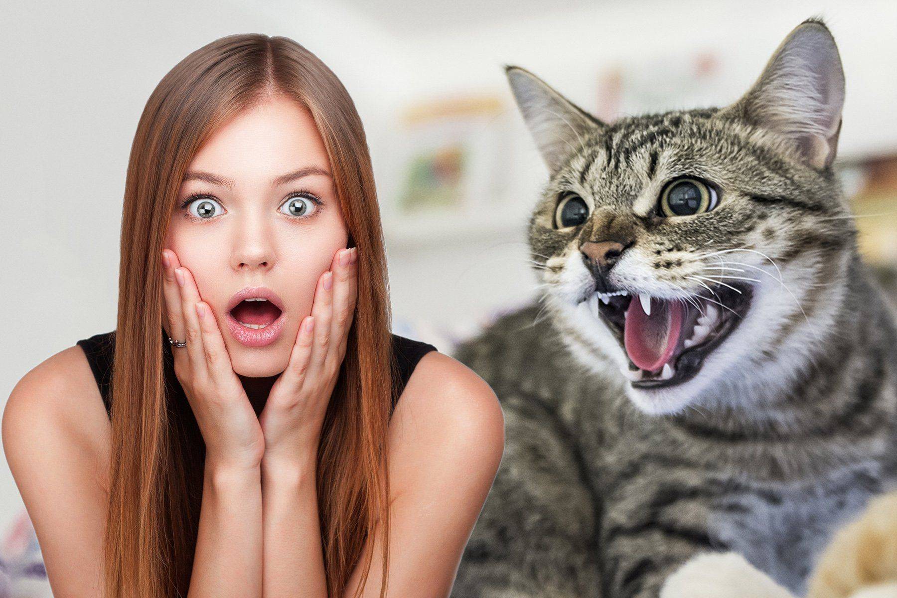 5 кошачьих привычек, которые хозяева понимают неправильно