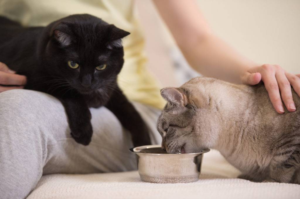 Советы ветеринаров, каким кормом кормить кошку — рейтинг + фото