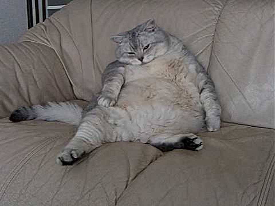 Сколько весит самый толстый кот в мире? топ самых больших котов в мире