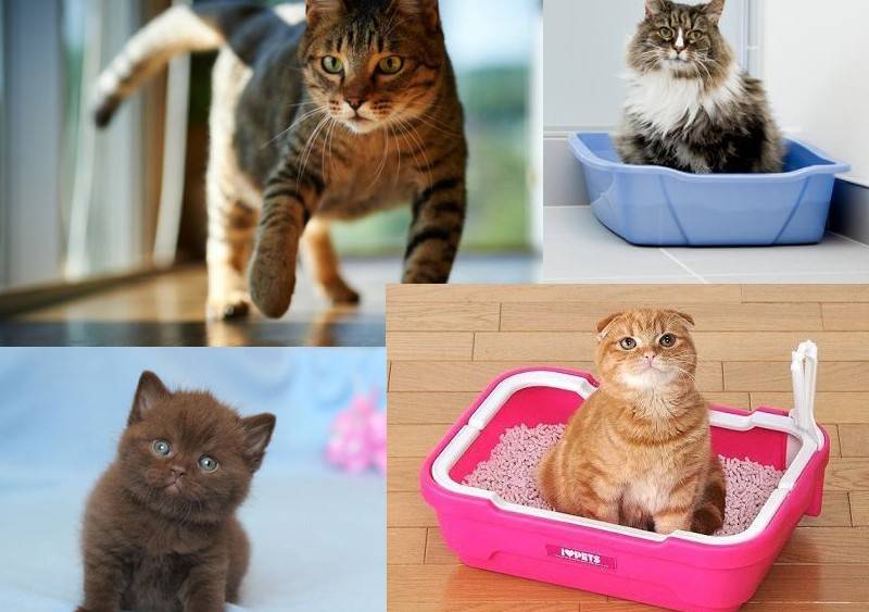 Как приучить котенка к лотку: 5 простых способов, советы и рекомендации