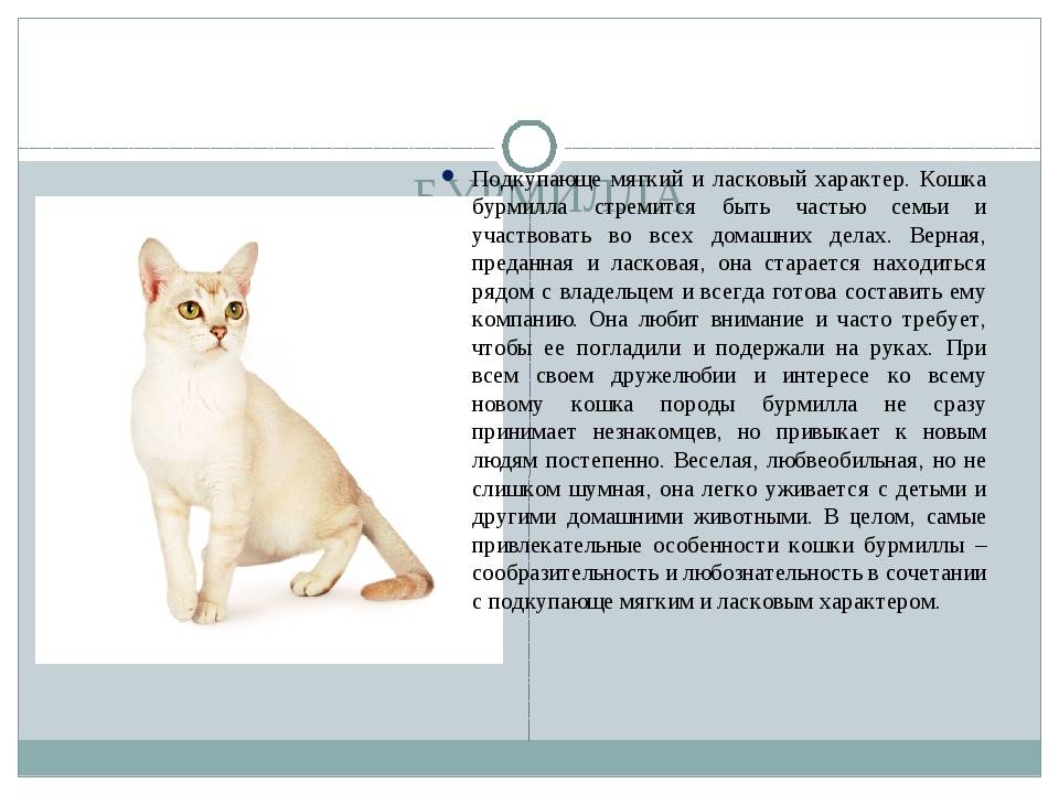 Мэнская бесхвостая - порода кошек - информация и особенностях | хиллс