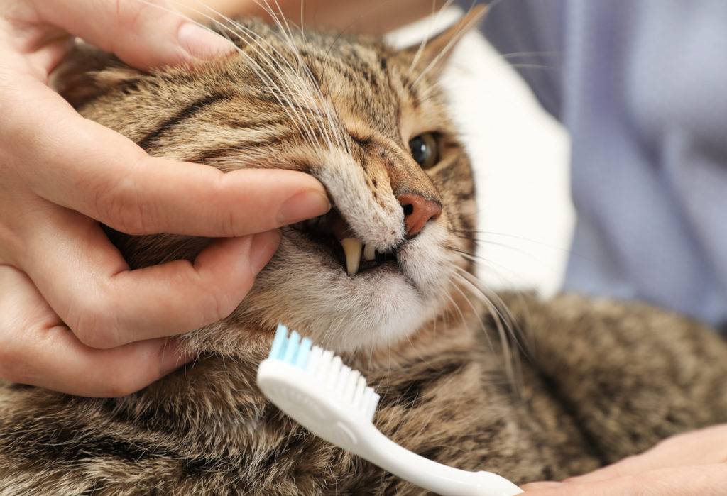 Как чистить зубы кошкам? чем проводить чистку зубов котенку и взрослому коту в домашних условиях? лучшие средства