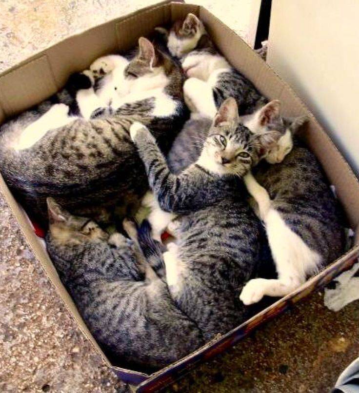 Почему кошки любят коробки: предположения + научные факты
