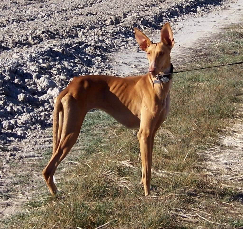 Поденко ибиценко (ивисская борзая) — описание и характеристика породы | все о собаках