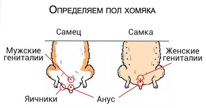 ᐉ 5 вариантов, как узнать породу собаки и щенка по внешнему виду - kcc-zoo.ru