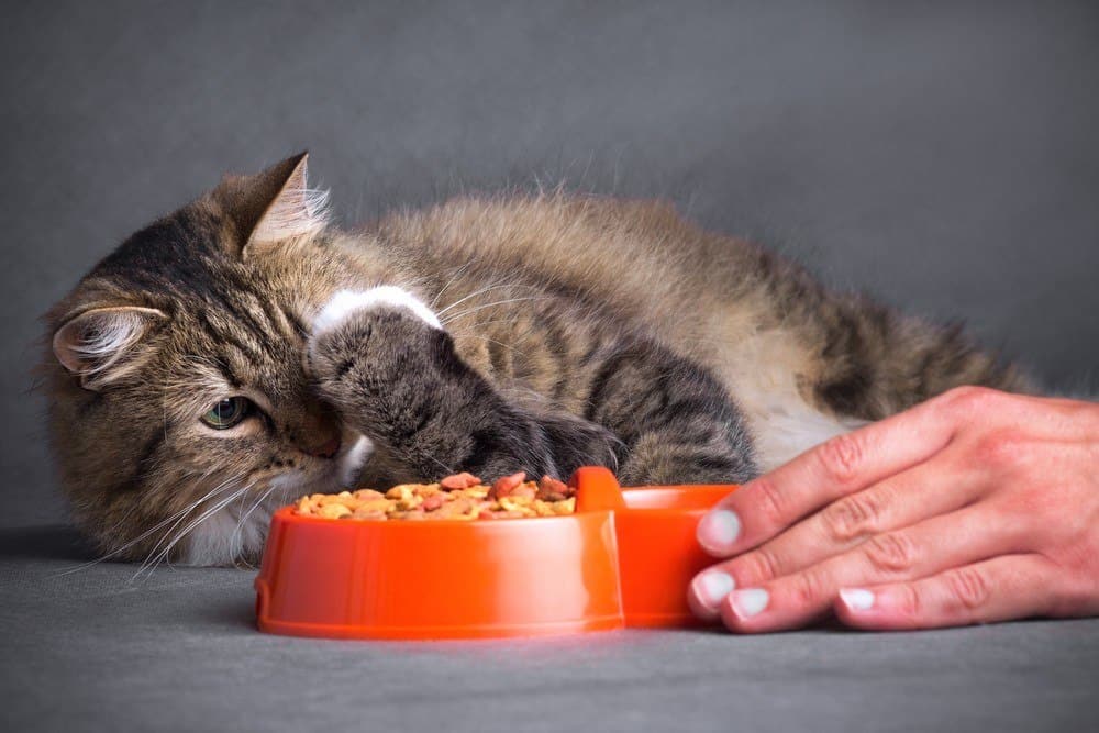 Кот вялый, сонный, отказывается от еды – пора ли бежать к ветеринару?