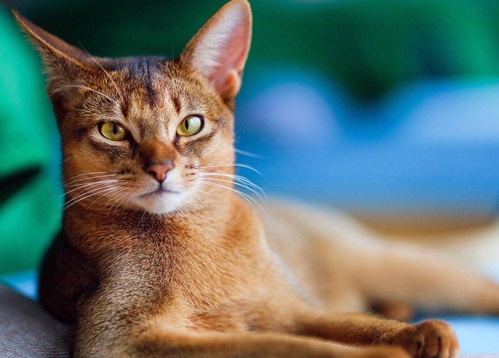 Абиссинская кошка: подробное описание, фото, купить, видео, цена, содержание дома