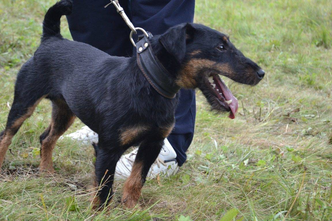 Немецкий охотничий терьер (ягдтерьер): фото и характеристика породы собак, характер и история ягдерьера