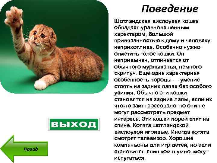 Британские вислоухие кошки: фото, характер, покупка британского вислоухого котенка