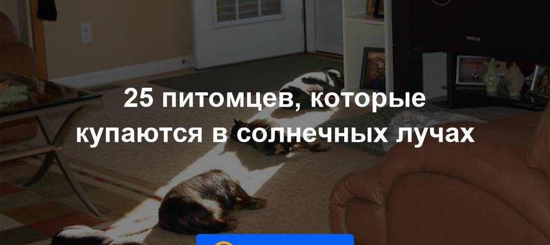 Правила, которые кошка должна усвоить с детства - gafki.ru
