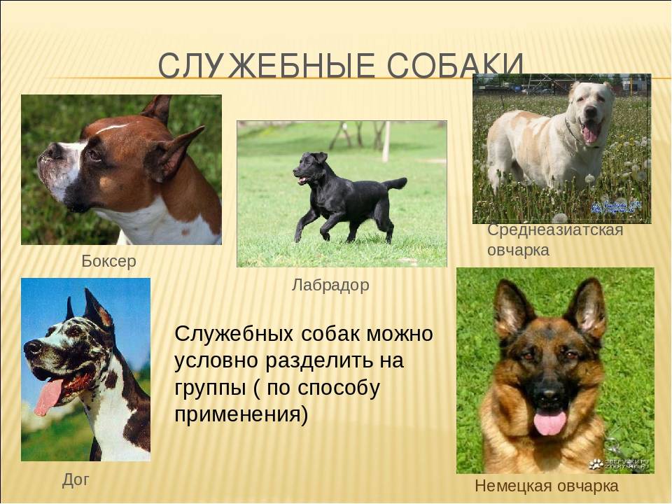 Лучшие служебные породы собак с фотографиями и названиями