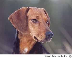 Швейцарская гончая: описание породы собак с фото и видео