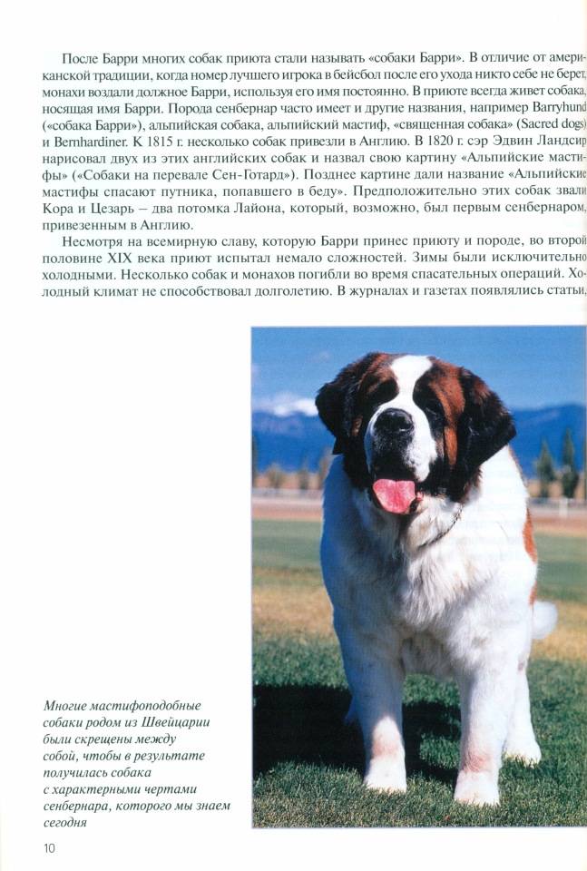 Мальтипу собака. описание, особенности, уход и цена породы мальтипу | sobakagav.ru