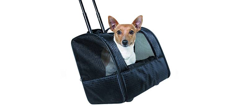 Как выбрать переноску для собак мелких пород и как приучить питомца к нахождению в контейнере, сумке или рюкзаке