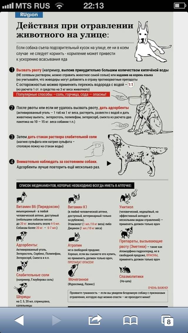 Температура у собаки: причины, первая помощь при гипертермии | блог ветклиники "беланта"