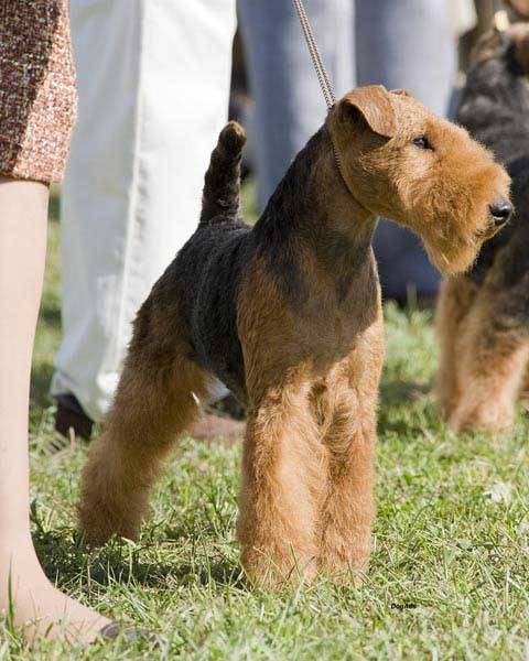 Эрдельтерьер (77 фото): описание породы, рост и вес щенков. содержание карликовых собак. отзывы владельцев