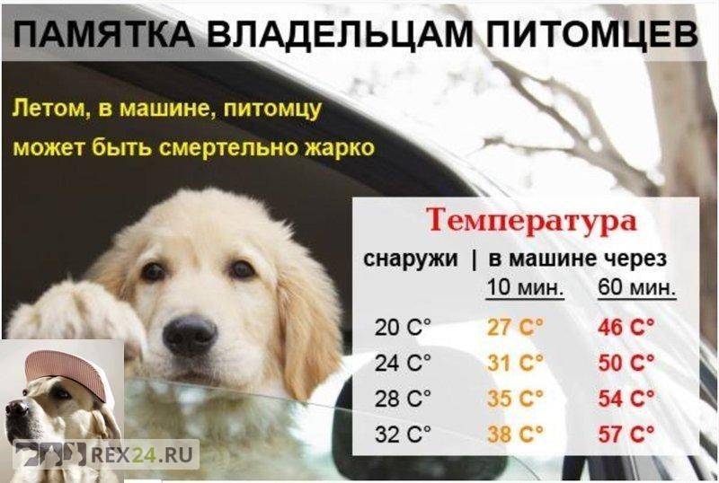 Какая температура считается нормальной у мелких, средних и крупных пород собак