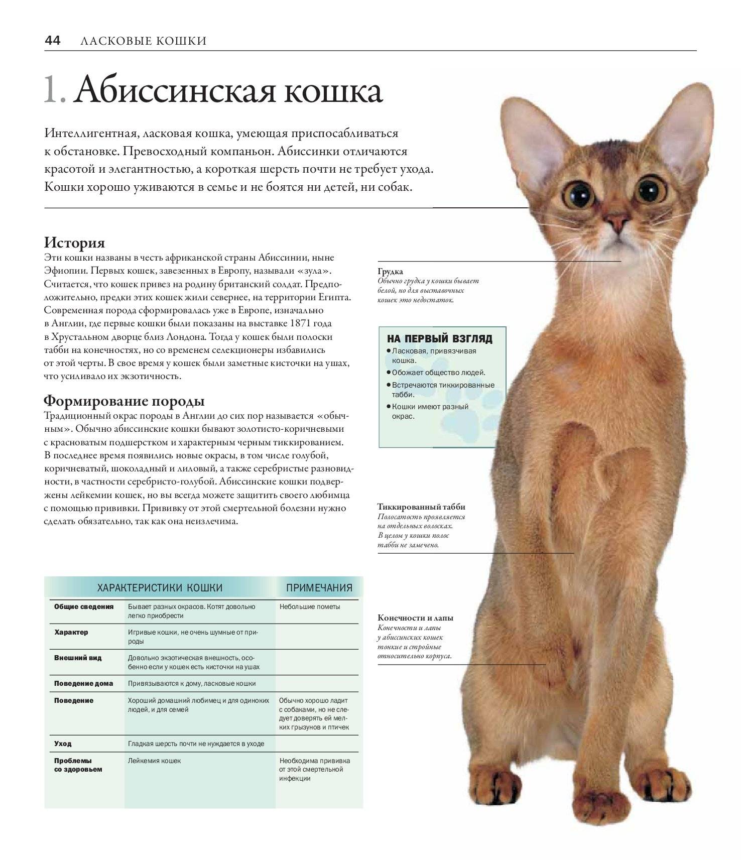 Абиссинская кошка — животное, которое не гуляет само по себе