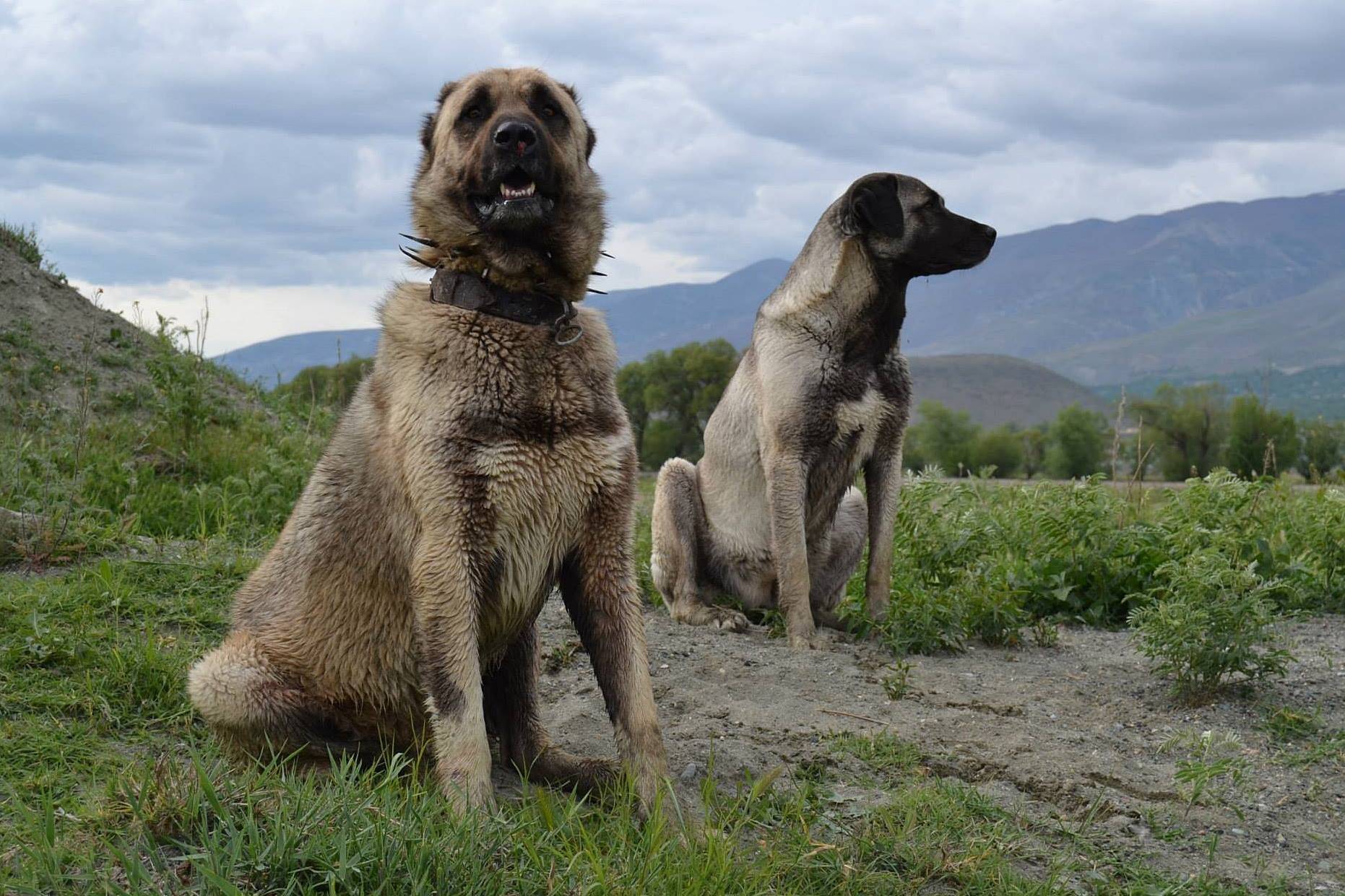 Подробное описание породы собак турецкий кангал