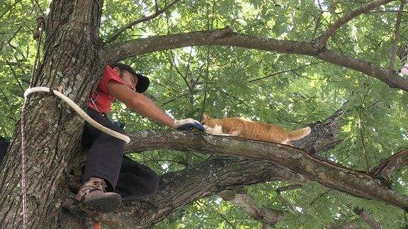 2 надежных варианта, как снять кота с дерева если он уже долго там сидит