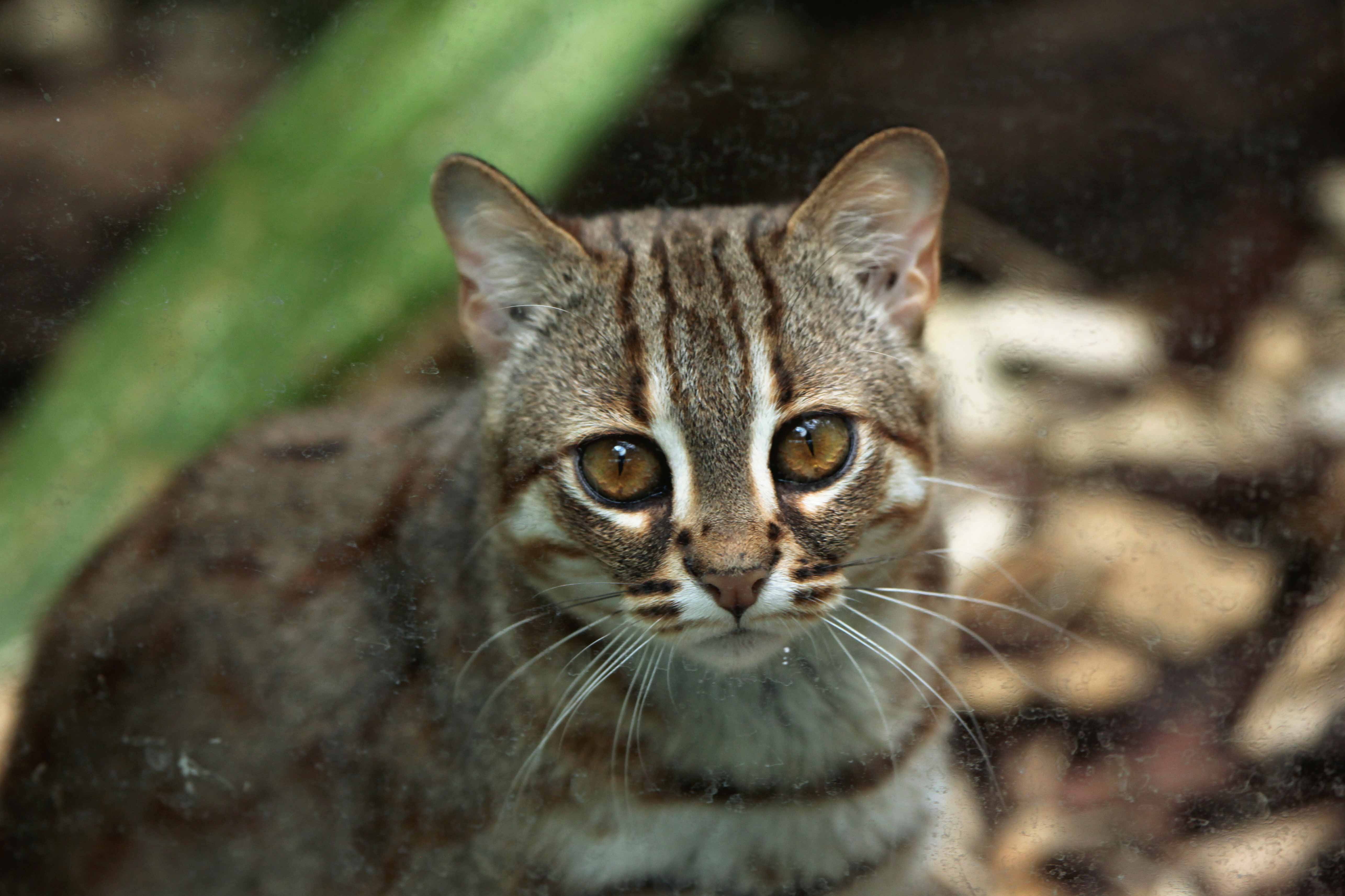 Темминка — золотистая азиатская кошка