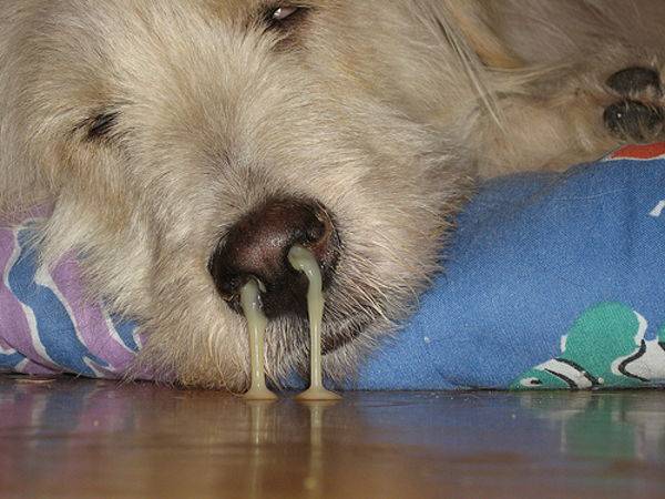 Сопли у собаки: причины насморка и что делать