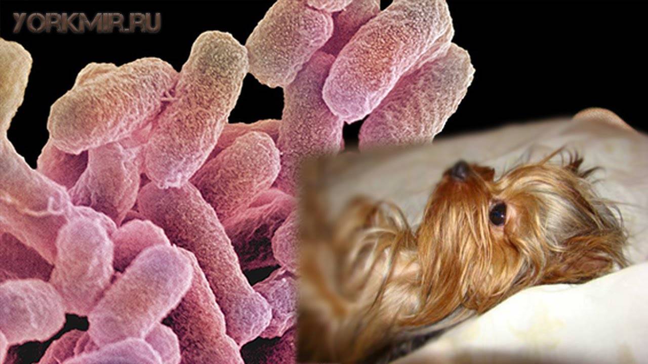 Энтероколит у собак - симптомы и лечение воспалений кишечника у собак. ветеринарная клиника "зоостатус"