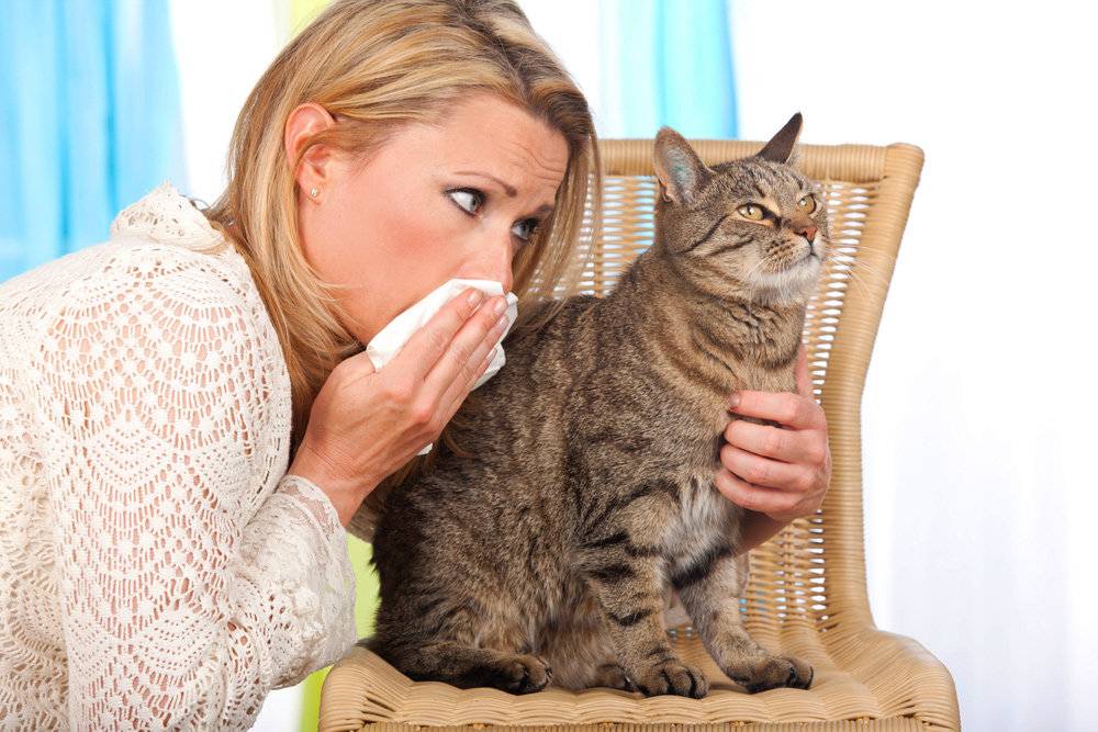 Как справиться с поллинозом и можно ли вылечить аллергию на котов: аллергологи отвечают на вопросы