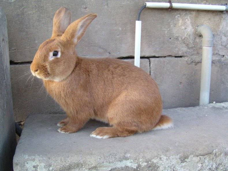 Бургундская порода кроликов: описание и характеристика