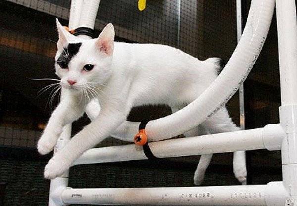 Как дрессировать кошек