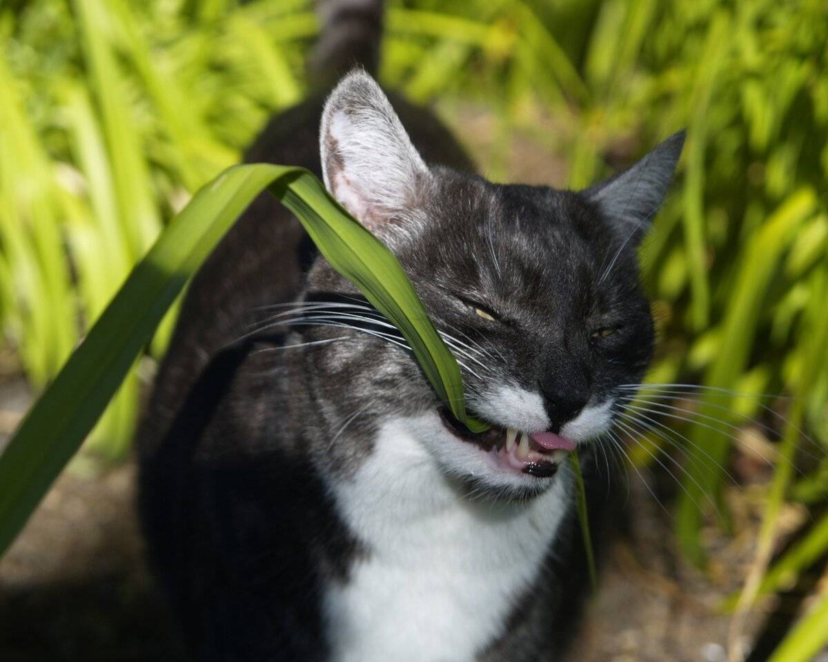 Трава для кошек:  виды, польза, выбор, выращивание