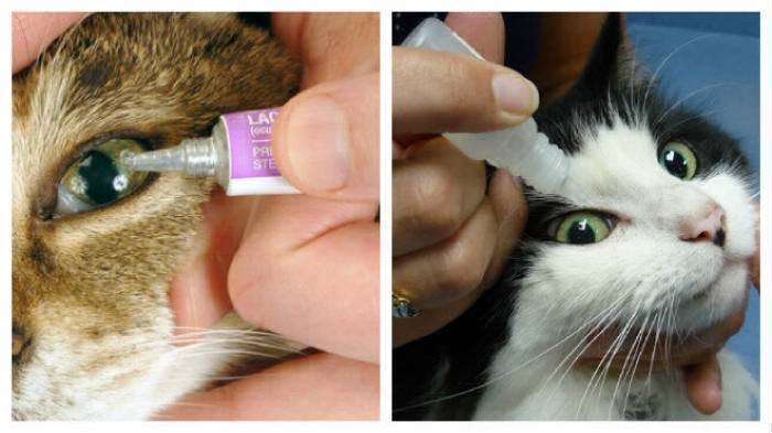 Гноение глаз у кошки: чем лечить, распространенные причины