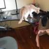 Как отучить кошку лазить по столам? практические советы