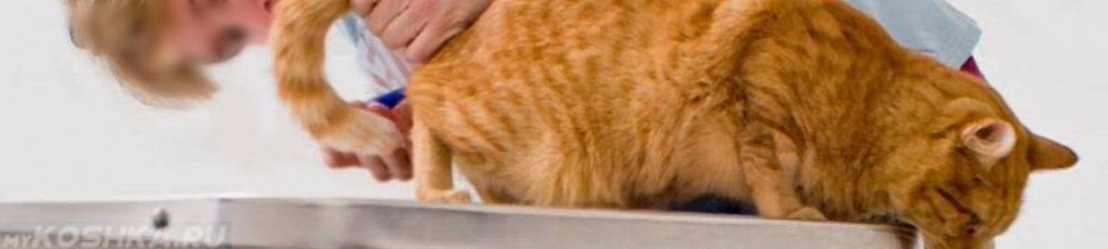 Кровь в кале у кошки: причины и лечение