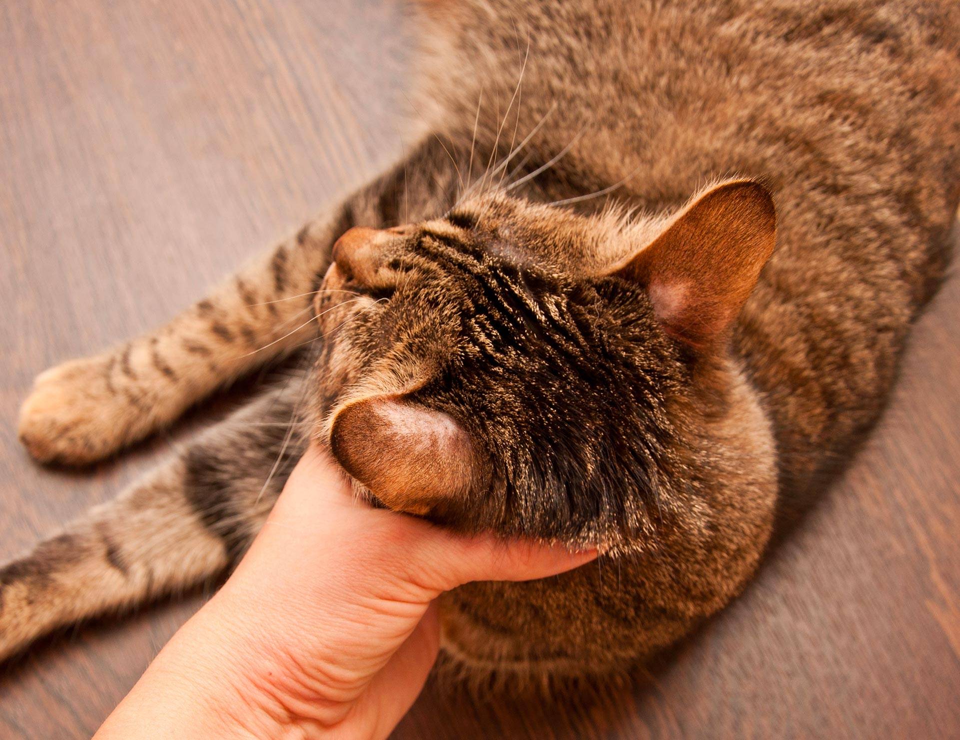 Нельзя обнимать и целовать кошек: причины, последствия
