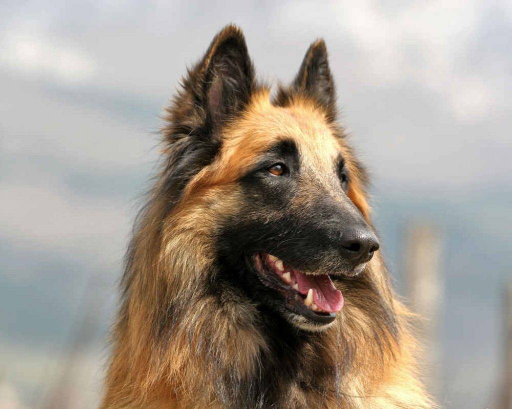 Бельгийская овчарка - описание и характеристики собаки, уход и содержание в домашних условиях