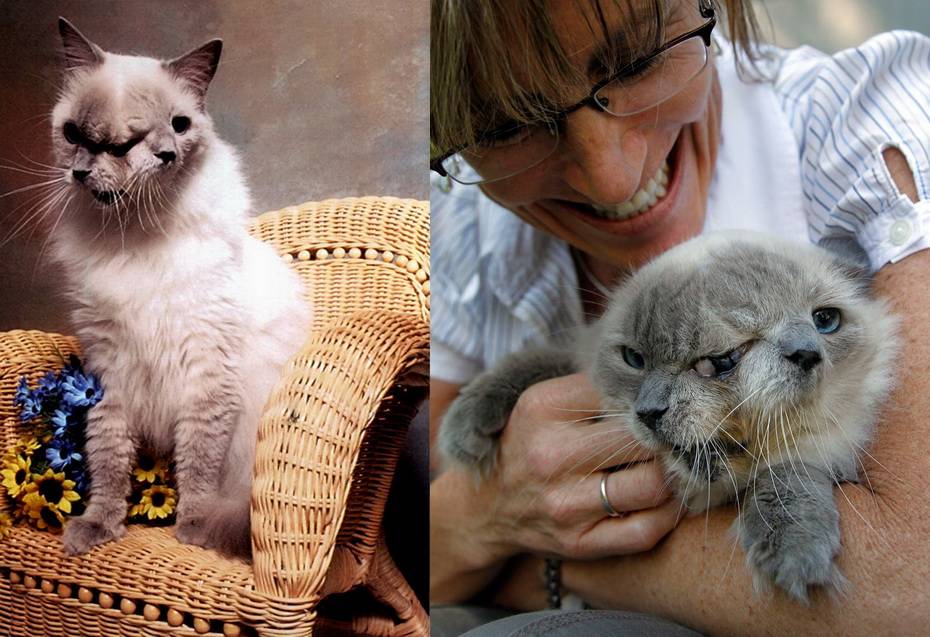 6 самых умных и красивых пород кошек, которые станут вам настоящими друзьями - gafki.ru