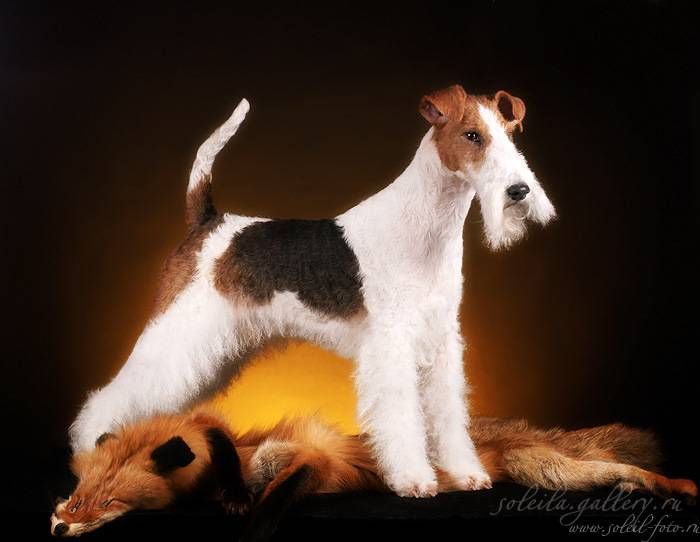 Порода собак жесткошерстный фокстерьер - описание, характер, характеристика, фото жесткошерстных фокстерьеров и видео, цена
