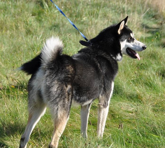 Восточно-сибирская лайка: описание породы - моя собака