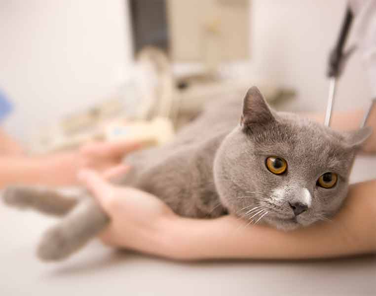 Лейкемия у кошек и котов: лечение, симптомы, прогноз