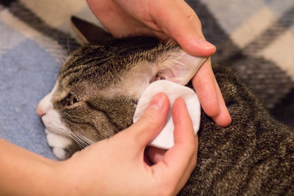 Как почистить уши коту в домашних условиях