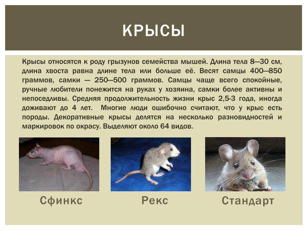 Декоративные крысы — виды, советы по выбору, особенности ухода и содержания в домашних условиях
